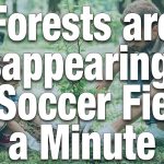 forests are disappearing at 27 soccer fields a minute