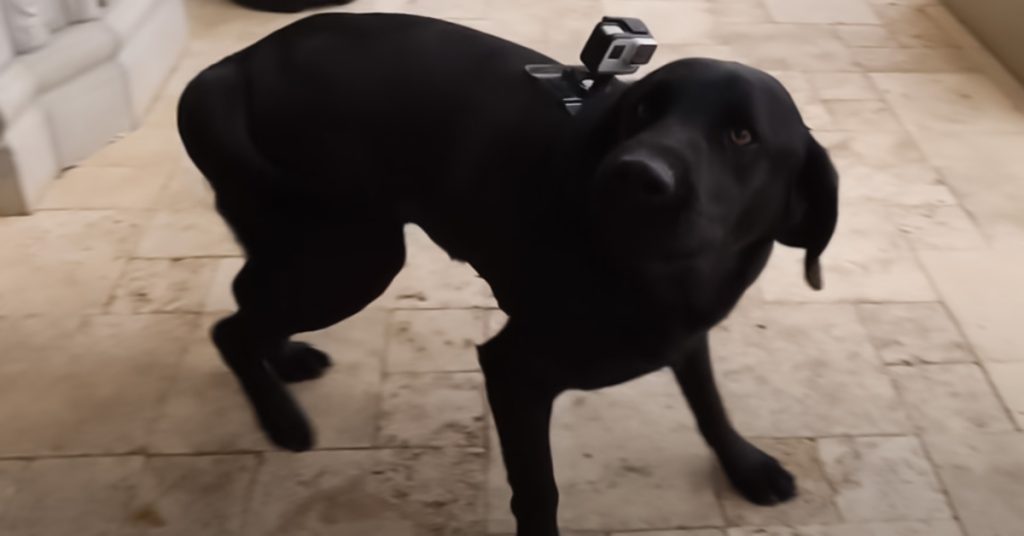 dog with go pro