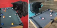 cat plays pool