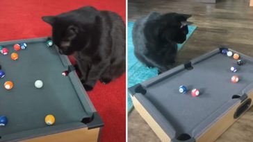 cat plays pool